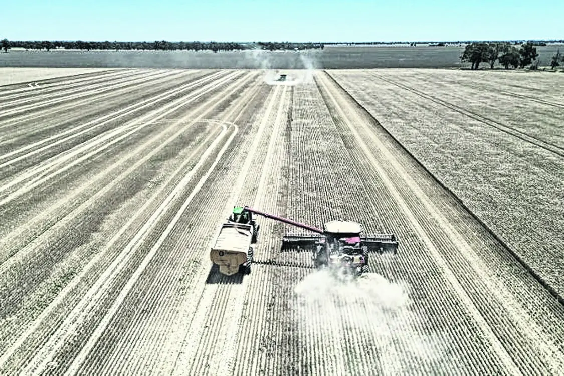 The latest Rabobank survey has found sentiment continued to decline in the state\\u2019s grains sector. Photo: Rabobank.