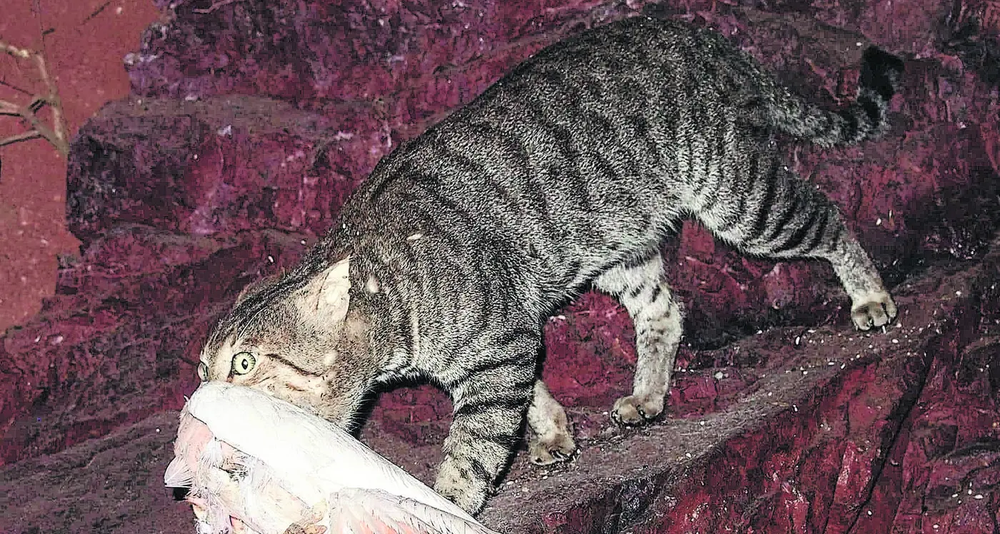 Native species-killing cats get kid-gloves treatment from inquiry, critic claims