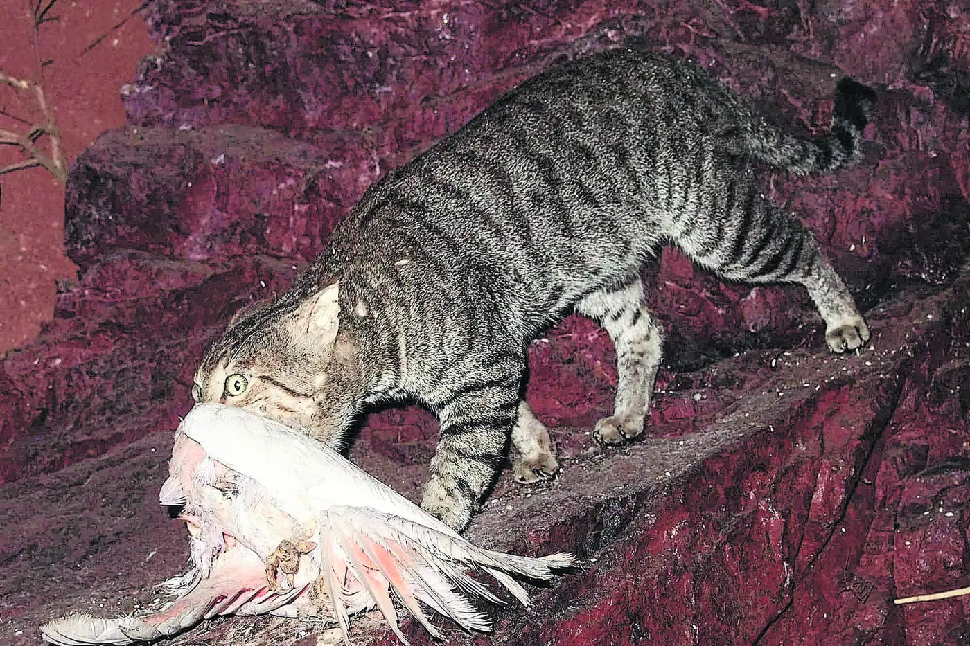 Feral cats got treated with kid gloves by a recent Parliamentary inquiry, Nationals Upper House Member Scott Barrett has claimed. Photo: Invasive Species Council.