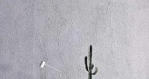 Decorating your home with cacti is a winning idea!