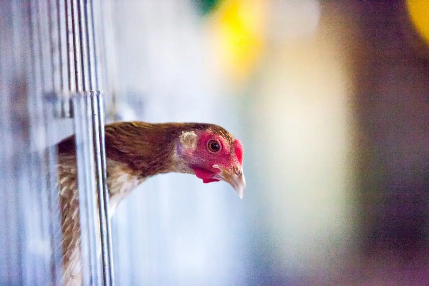 Avian flu has already devastated bird and other wildlife populations worldwide. The looming bird flu threat could be Australia\\'s worst ecological disaster, according to the federal government\\u2019s own Threatened Species Commissioner. Photo: Dubbo Photo News/file
