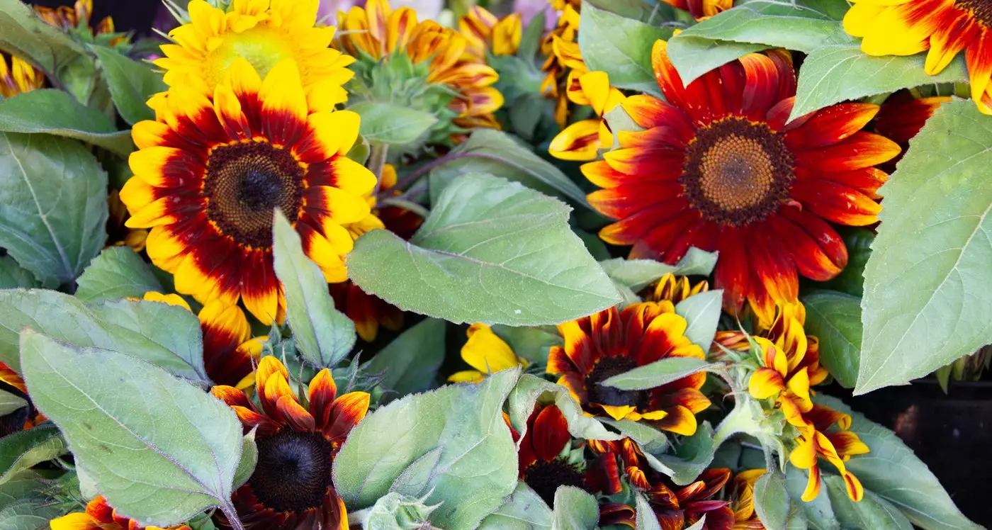 You’ll now discover Flowers Here