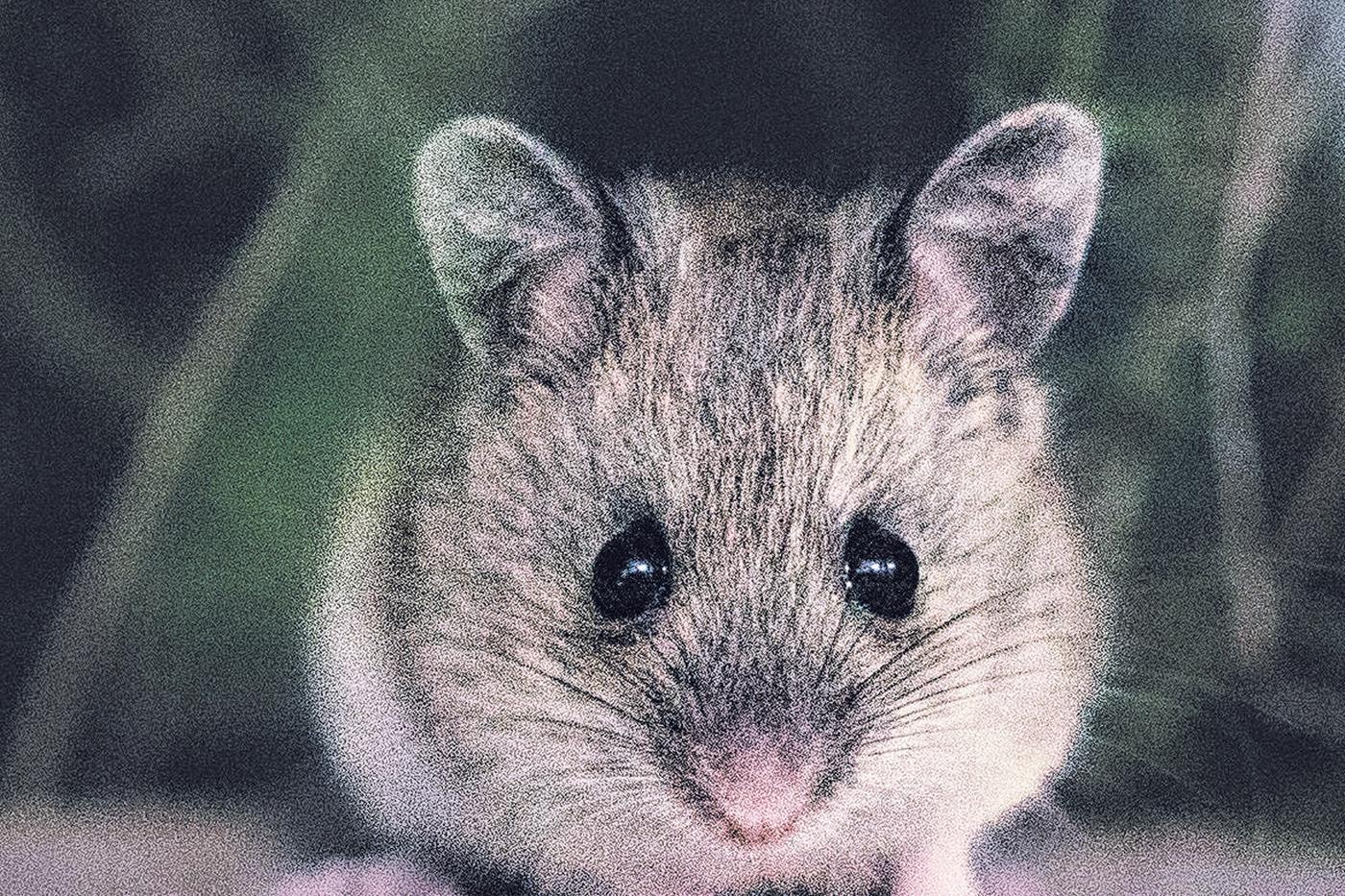 Rarest Rodent Local find of rare rodent in nationwide search for our native “Dumpling ...