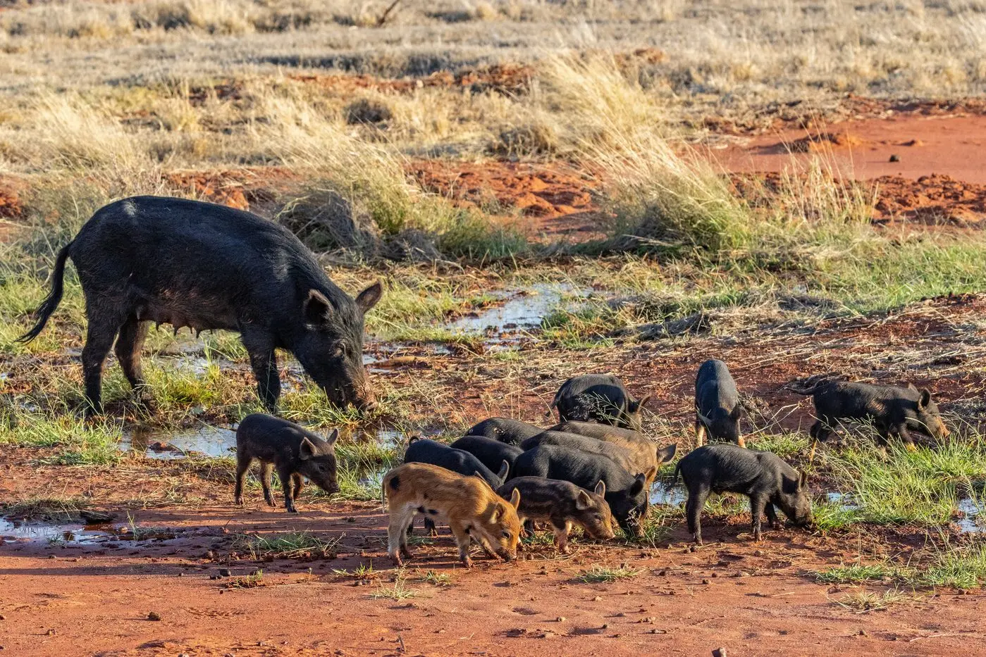 NSW is boosting spending on biosecurity research to protect the state\\'s agriculture industry from invasive species including feral pigs. Photo: Shutterstock