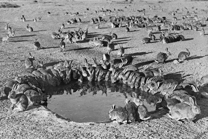 Rabbit plague. Photo: Contributed.