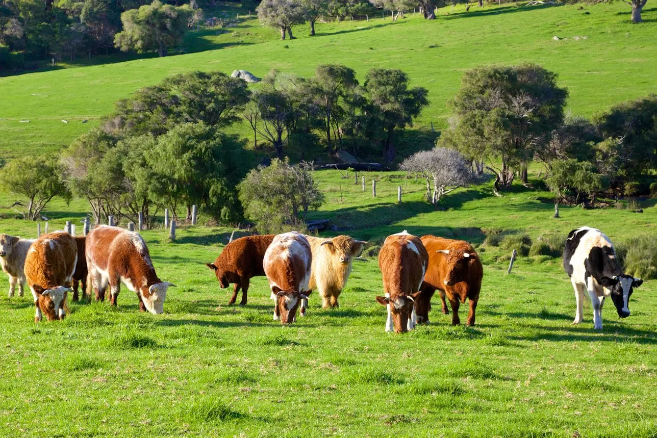 Beef exports to the United States have doubled from NSW and increased four-fold from South Australia.