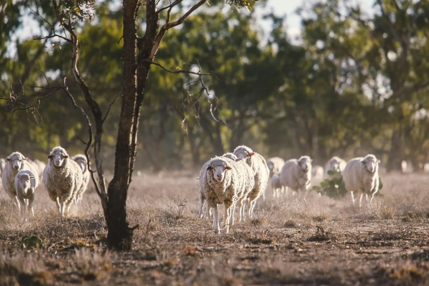 Woolgrowers will vote on the levy for an industry body as they face low prices and higher costs. Photo: Dubbo Photo News/file
