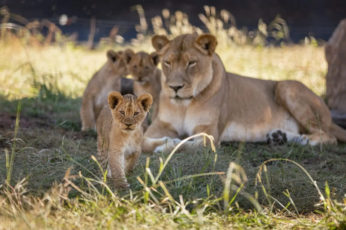 The three-month old cubs have been united with their father and siblings at Taronga Western Plains Zoo. Photo: Taronga Western Plains Zoo/Guy Dixon