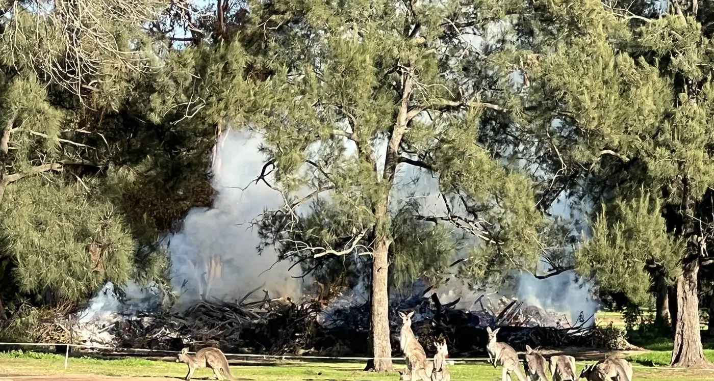 Barbecued Roos