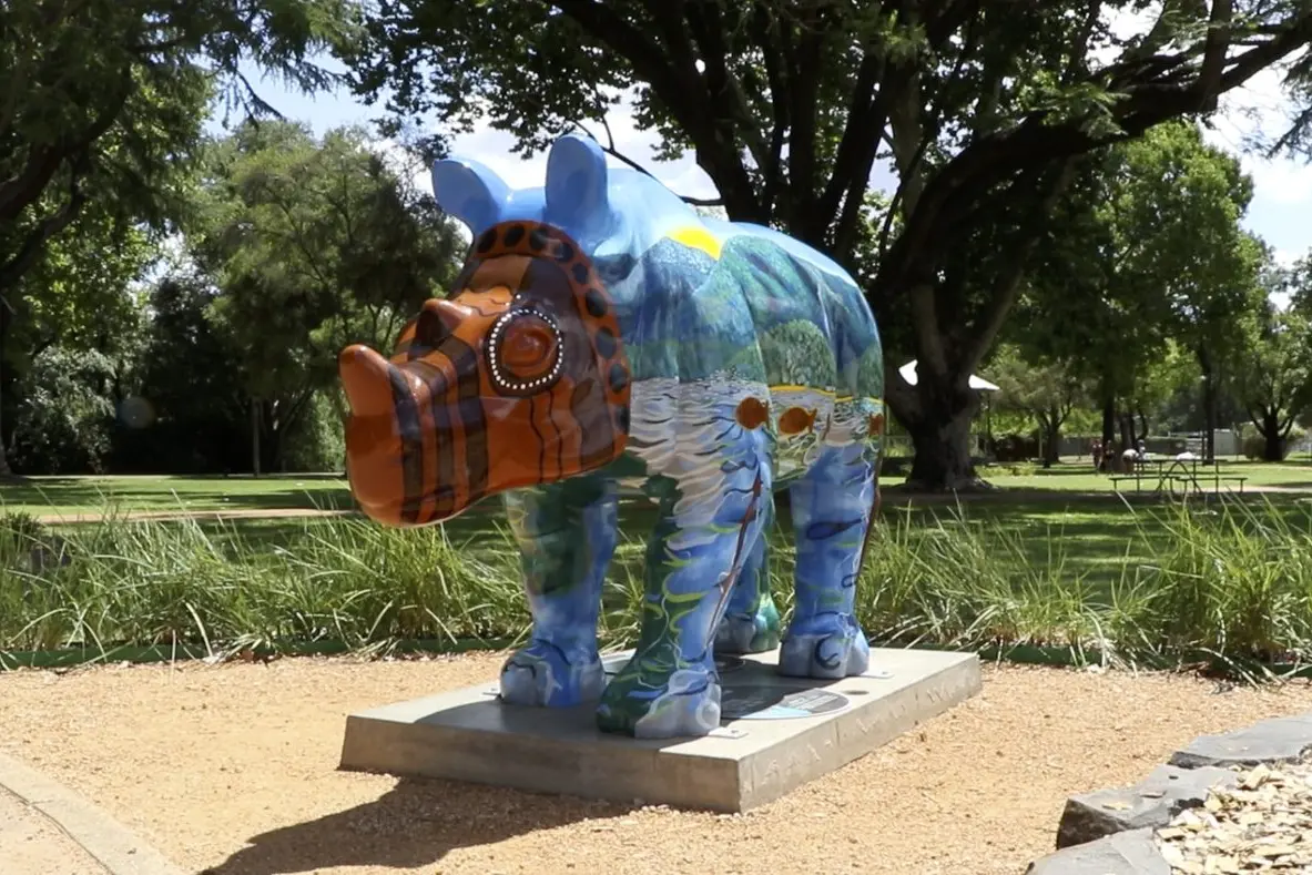 Curtains for rhino  \\'Arthur\\'? Dubbo Regional Council is asking Wellington locals should he stay or should he go? Photo: Dubbo Regional Council.