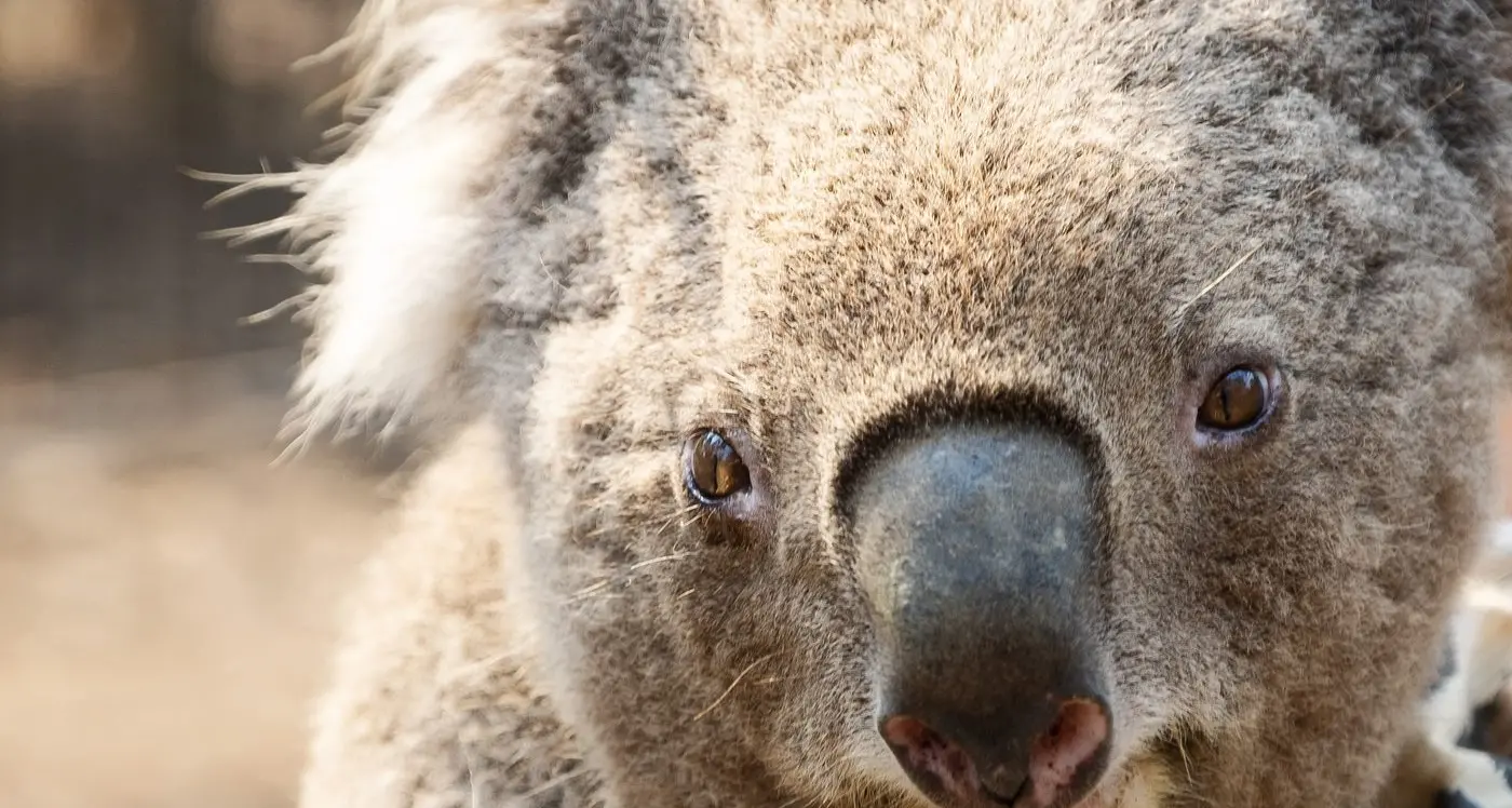 Help threatened species by painting a picture for Wello Exhibit