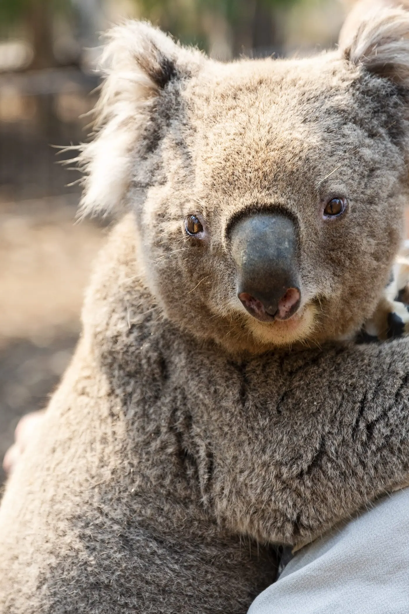 Like the idea of sketching a koala? Entries are now open for the Wellington Arts Australian Threatened Species competition, which aims to raise awareness of endangered native animals. Photo: Dubbo Photo News/file