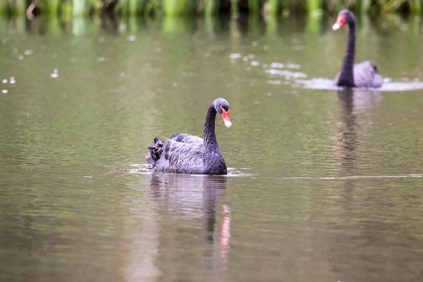 Black swans could be under severe threat when the H5N1 strain of bird flu arrives in Australia. Photo: Dubbo Photo News/file