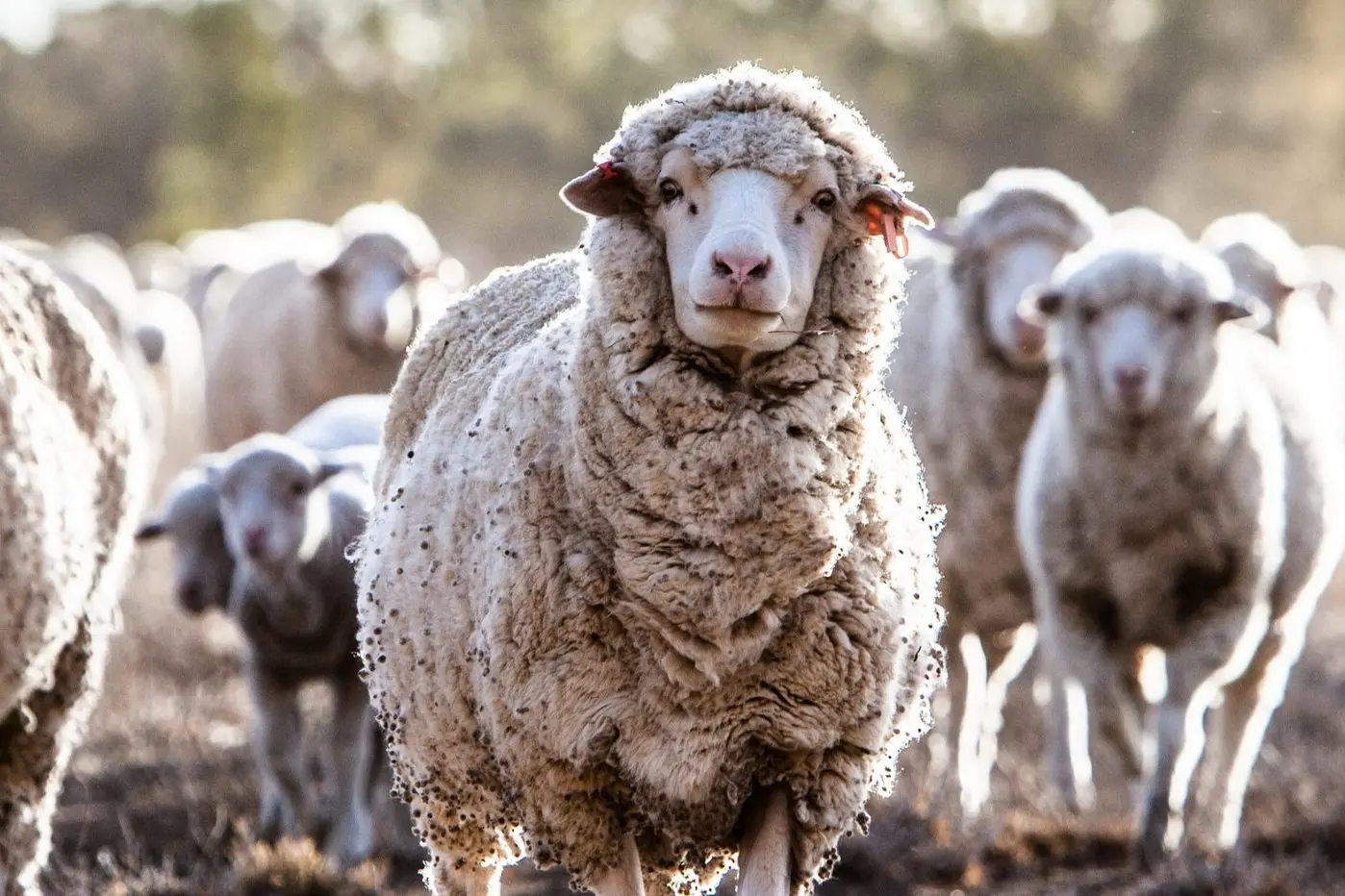 Photo: Dubbo Photo News/file