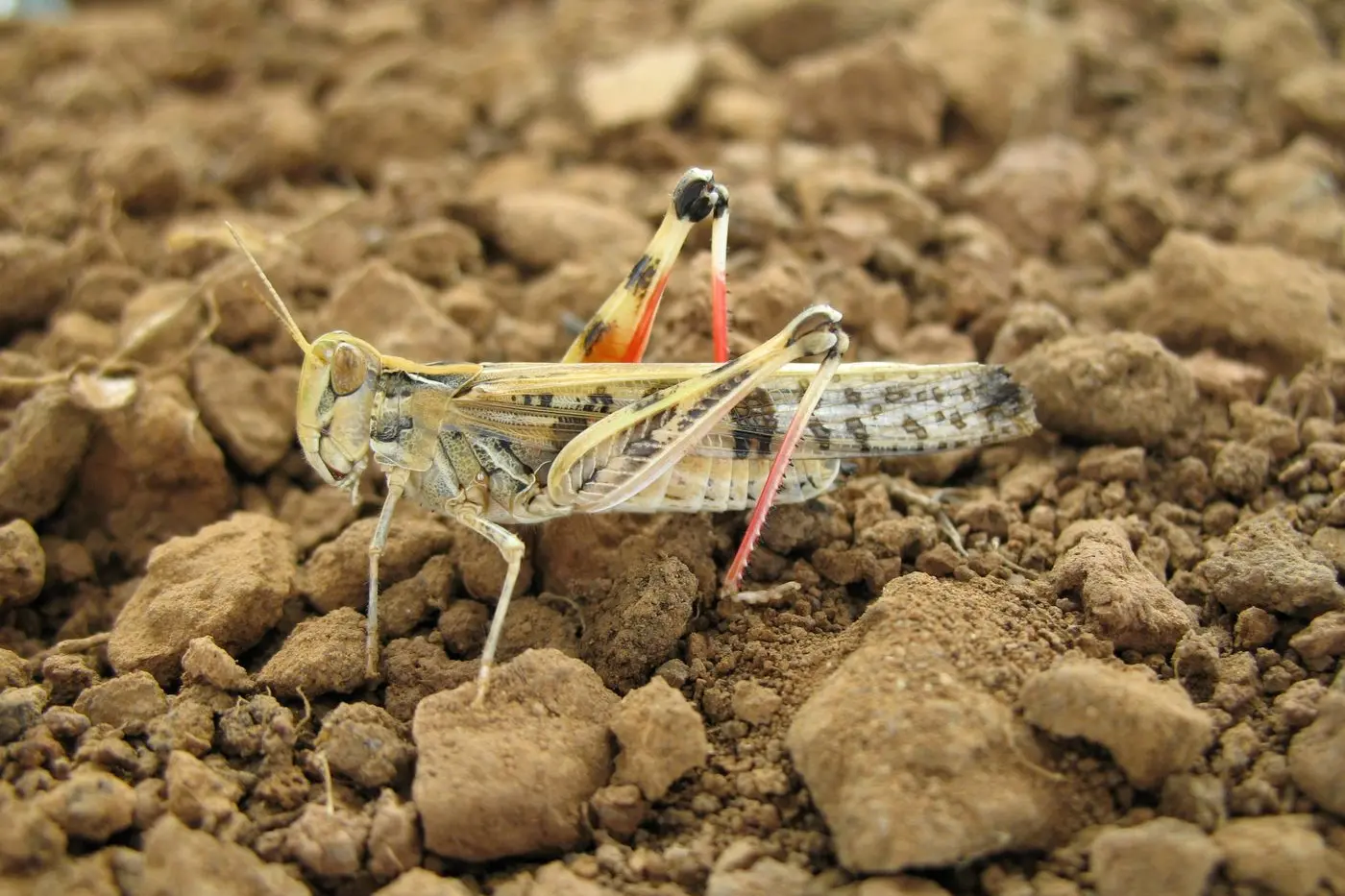 Australian plague locust. Photo: Local Land Services