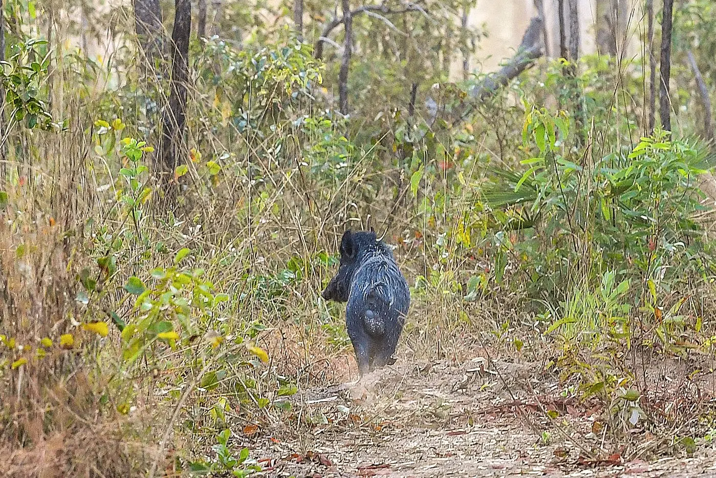 There are calls to introduce bounties on feral animals to reduce native animal and livestock deaths. Photo: AAP/Jono Searle