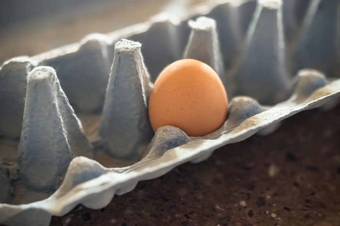 Despite the government declaring Australia officially free from H7 avian influenza, egg prices aren\\'t expected to drop, with farmers having to pass on the costs of the bird flu action. Photo: Dubbo Photo News.