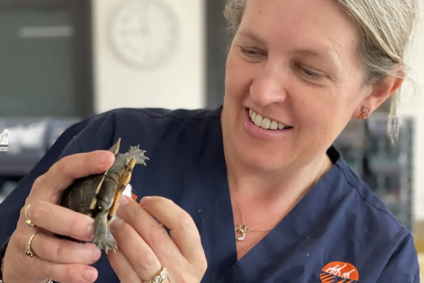 Veterinarian Dr Rebecca Robey inspects an Eastern Long-necked Turtle at the Wildlife Hospital at Taronga Western Plains Zoo. Photo: Katrina Burrell / Taronga Western Plains Zoo