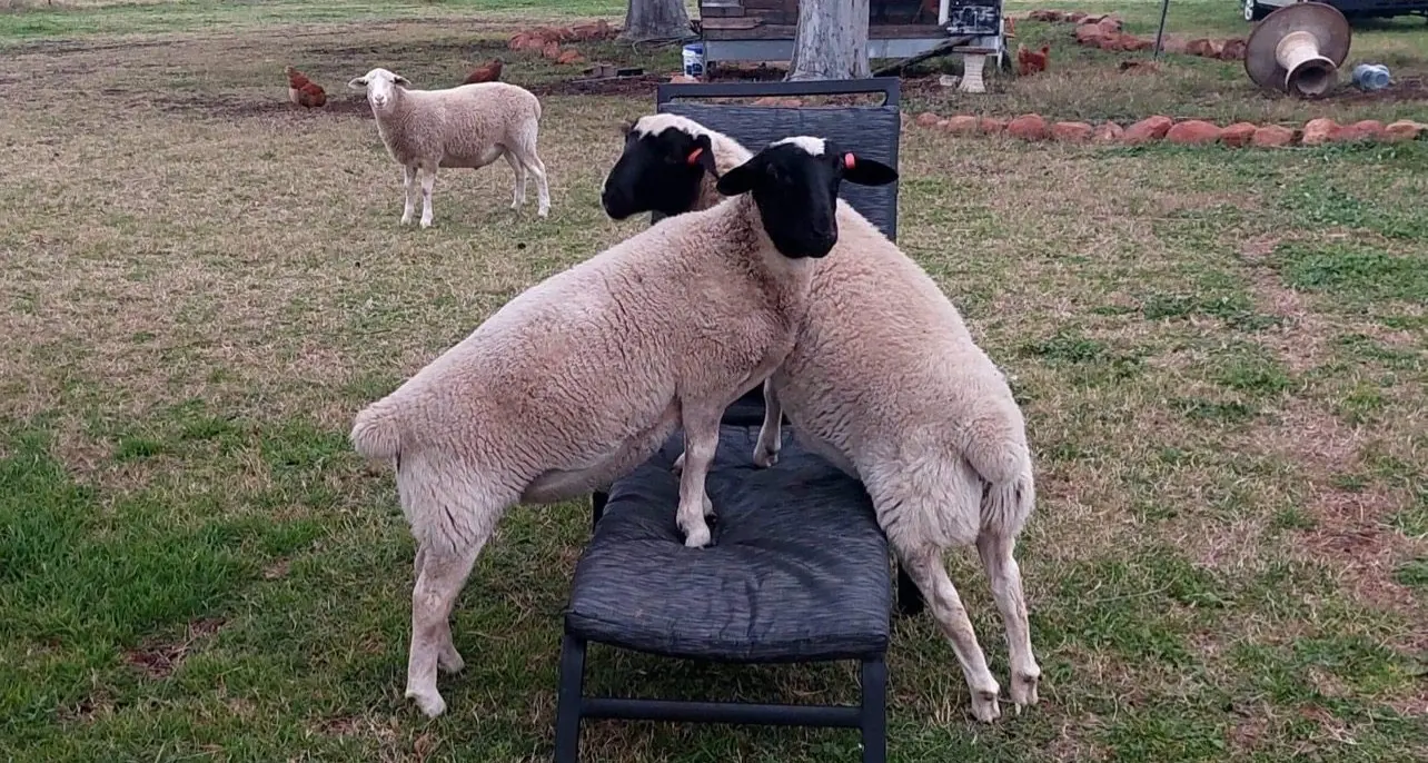 Sheep managing a chair-stare
