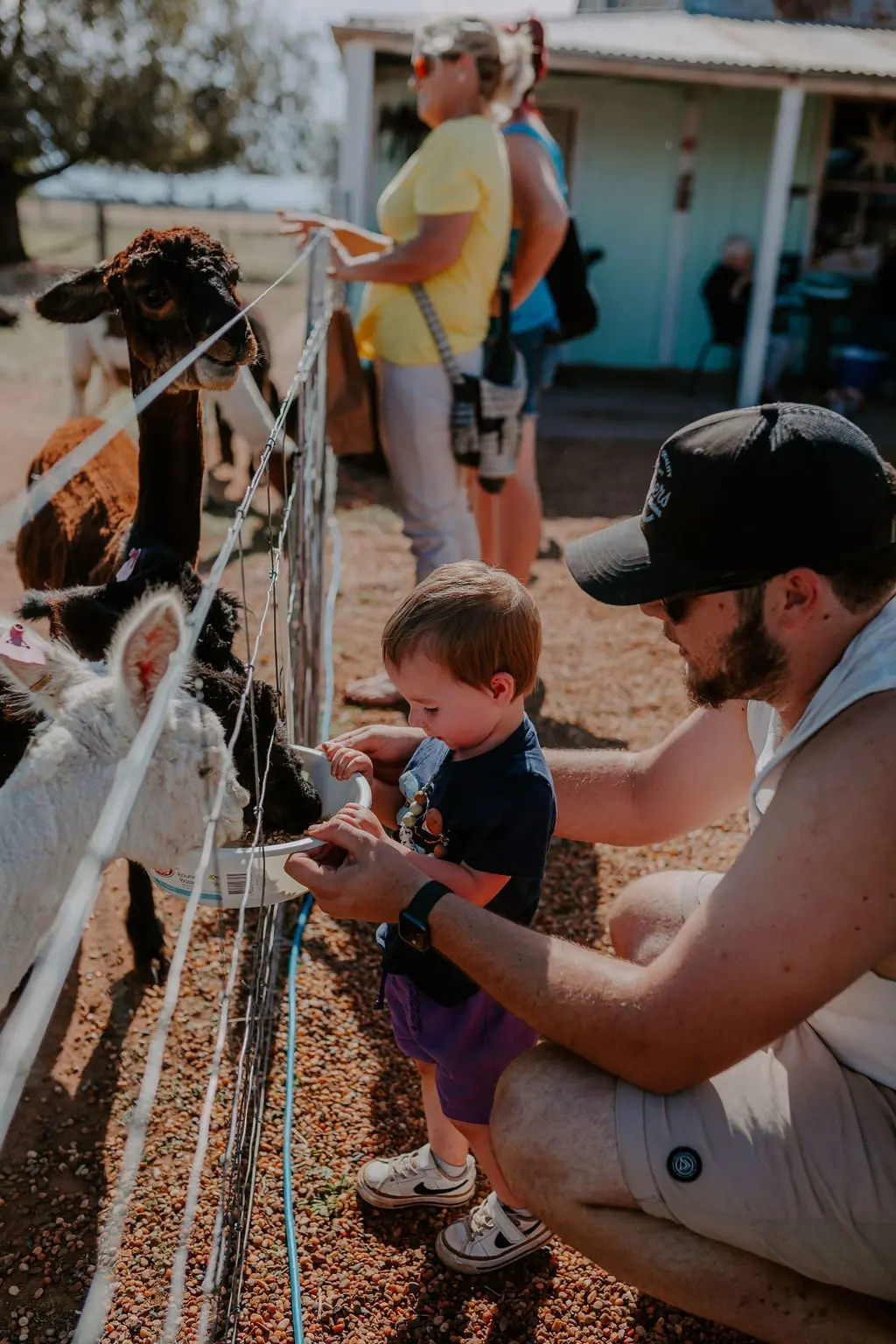 Quentin Park Alpacas and Studio Gallery. Photo: Nicole Drew Photography