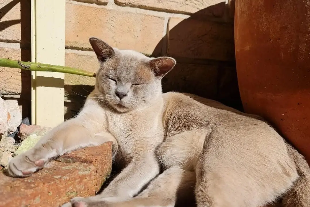 Potch the much-love moggy.