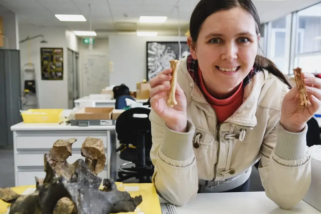 Dr Ellen Mather compares an African vulture lower leg bone with the newly confirmed Australian vulture fossil bone at Flinders Palaeontology Lab. Photo: Flinders University