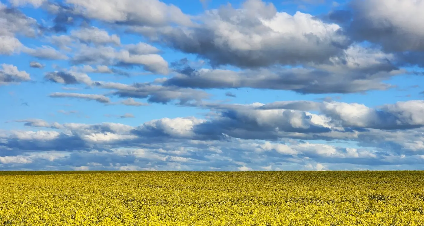 Canola, clouds and cash