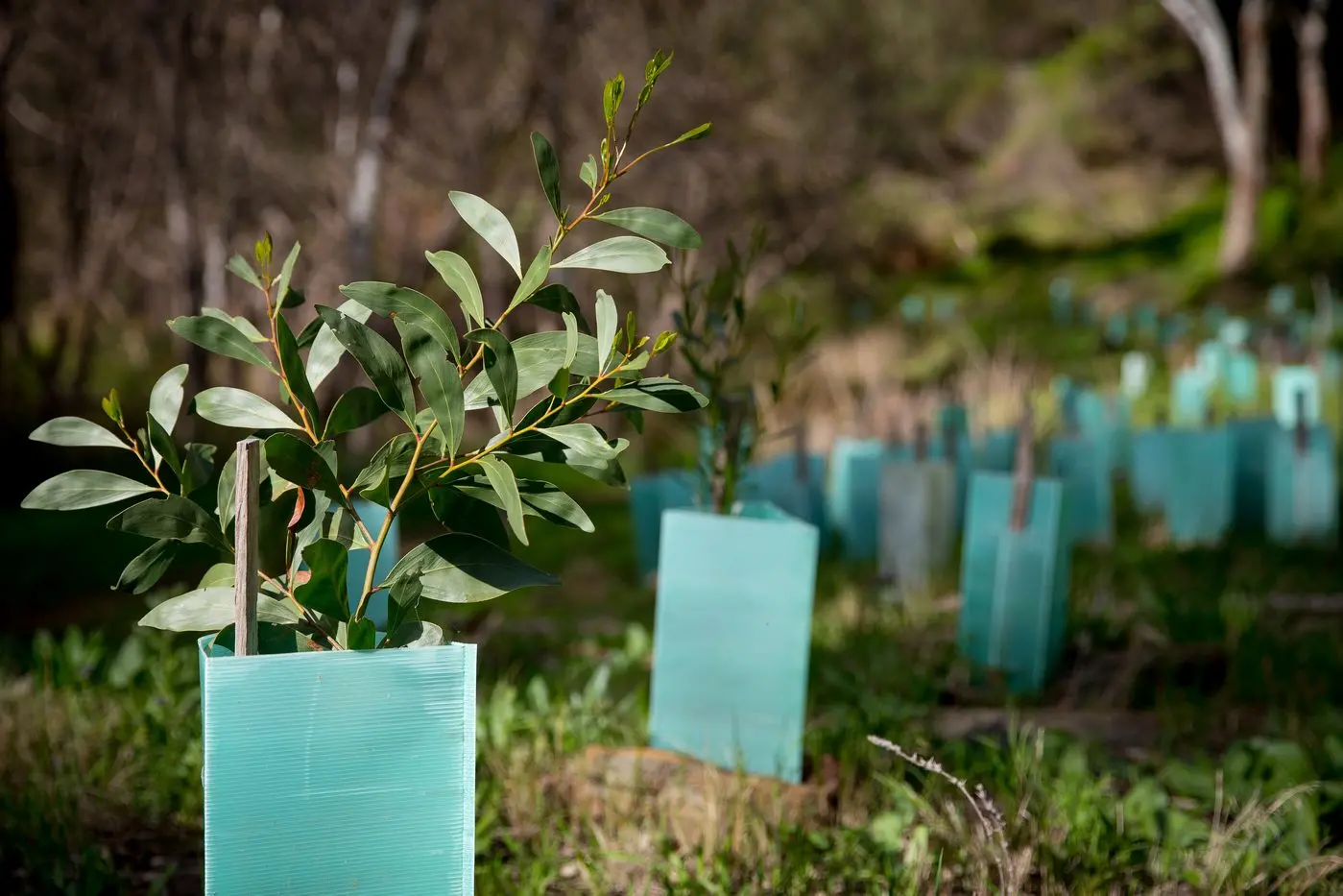 Loans will help Aussie farmers cover the upfront cost of planting native trees on their properties. Photo: Shutterstock
