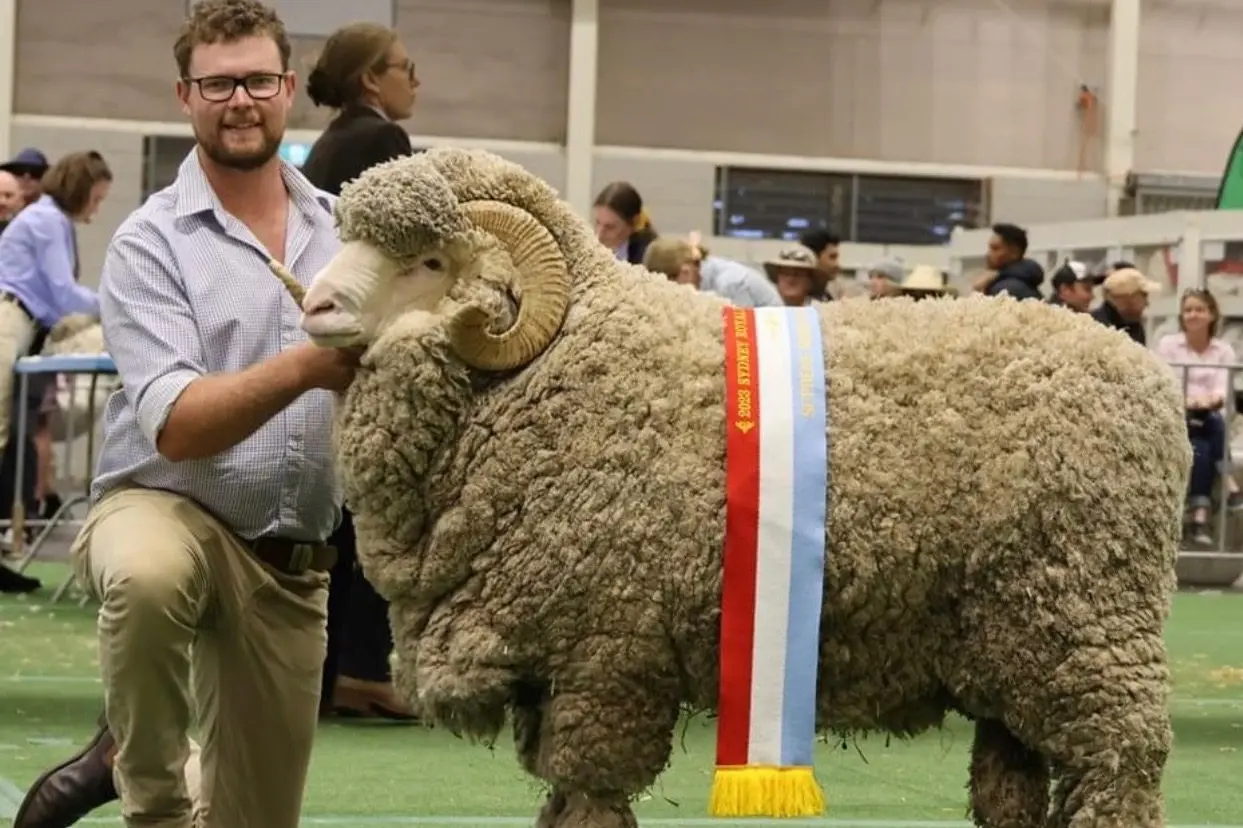 Hayden Cox from Bocoble Merino Stud in Eumungerie with award-winning ram, Jude. Photo: Supplied.