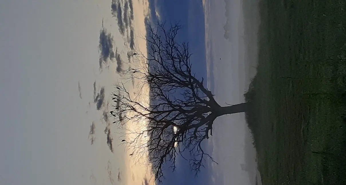 Where the morning fog meets the sun