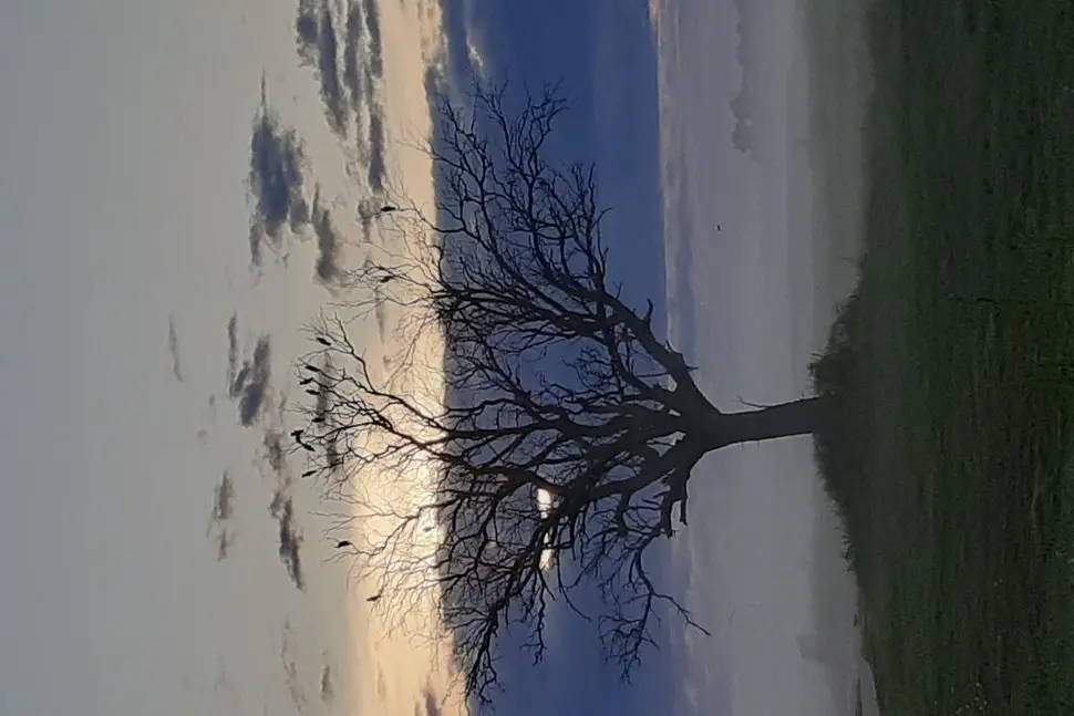 The early morning sun hitting a tree on the eastern end of Hennessey Drive. Photo: Supplied 