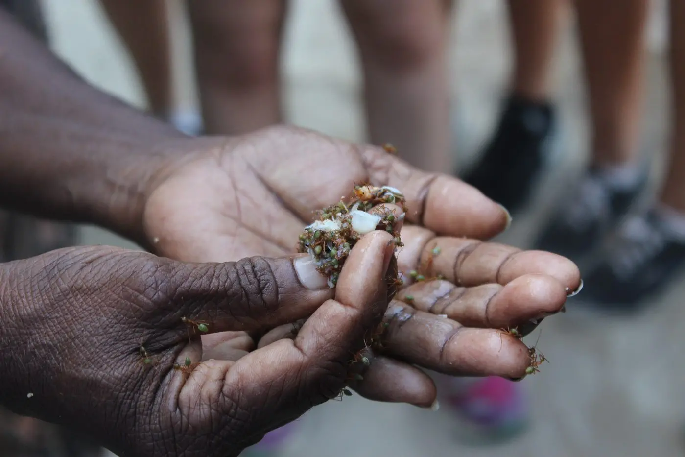 New research has found the vast majority of Indigenous people want access to cultural medicine. Pictured are traditional medicinal ants in a remote Indigenous community of far North Queensland. Photo: Shutterstock