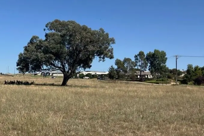 Roos rest in the top paddock. Photo: John Gordon.