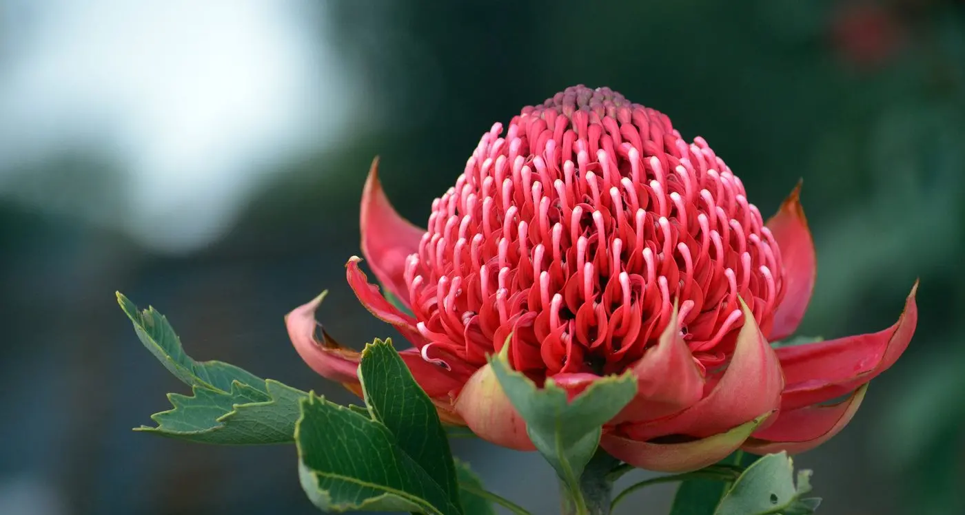 Celebrating 60 years of nurturing native flora at Burrendong