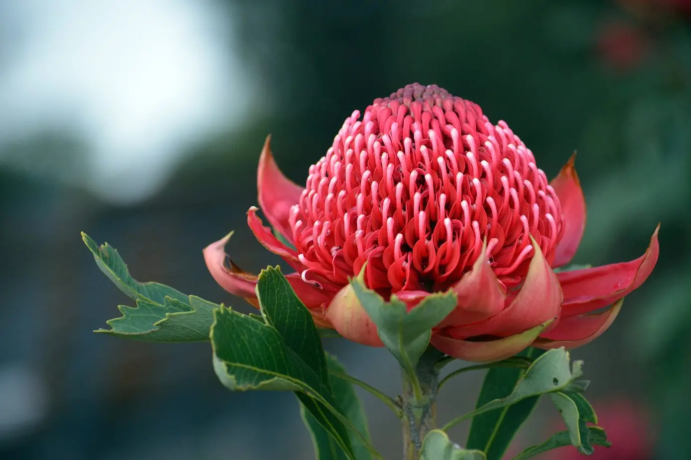 Burrendong Botanic Garden & Arboretum celebrates its 60th anniversary this month.