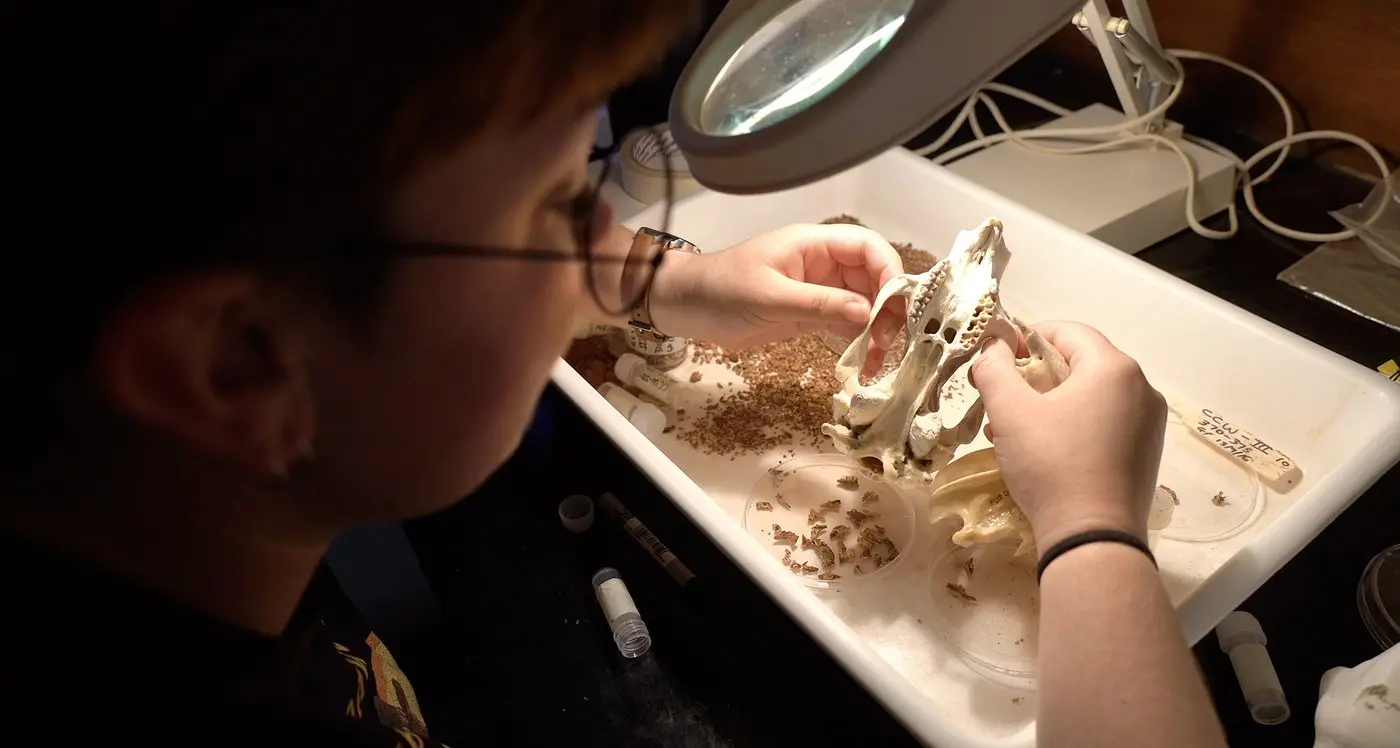 Digging deep on caves’ extinct megafauna earns a state-wide gong