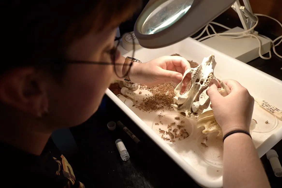 George Clinton\\u00A0at Flinders University examines one of the skulls of megafauna found at Wellington Caves, Photo: Supplied.