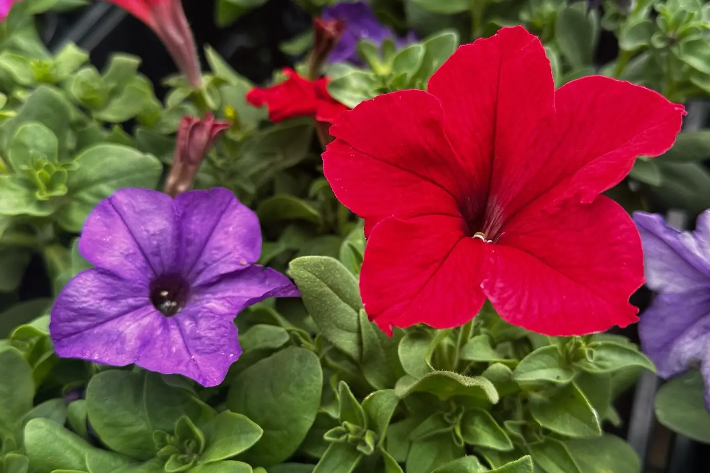 Pop into 73 Wheelers Lane to browse Magnolia Nursery\\u2019s range of ways to get your garden set for spring and summer. Photo: Dubbo Photo News/ Lana Eather.