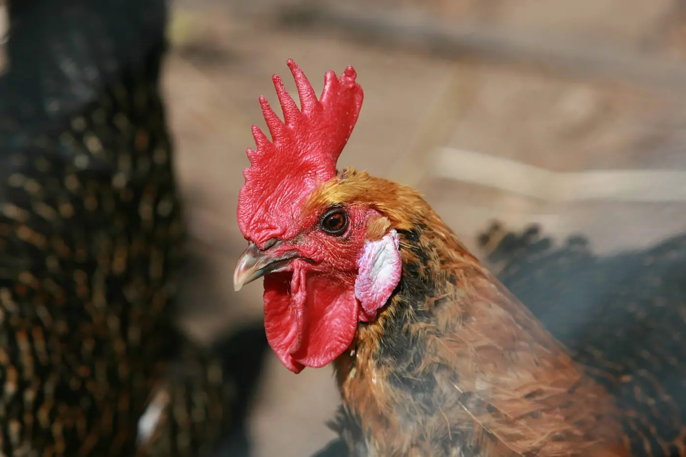 An outbreak of avian flu in NSW has been eradicated, with restrictions on poultry producers lifted. Photo: Dubbo Photo News/file