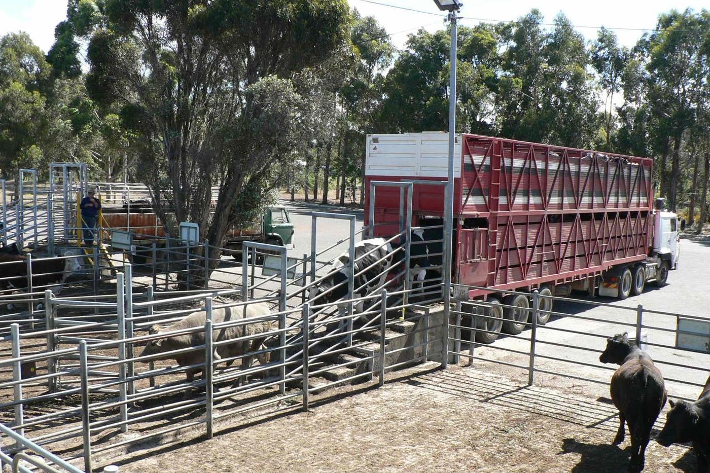 Animal rights activists damaging stock carriers