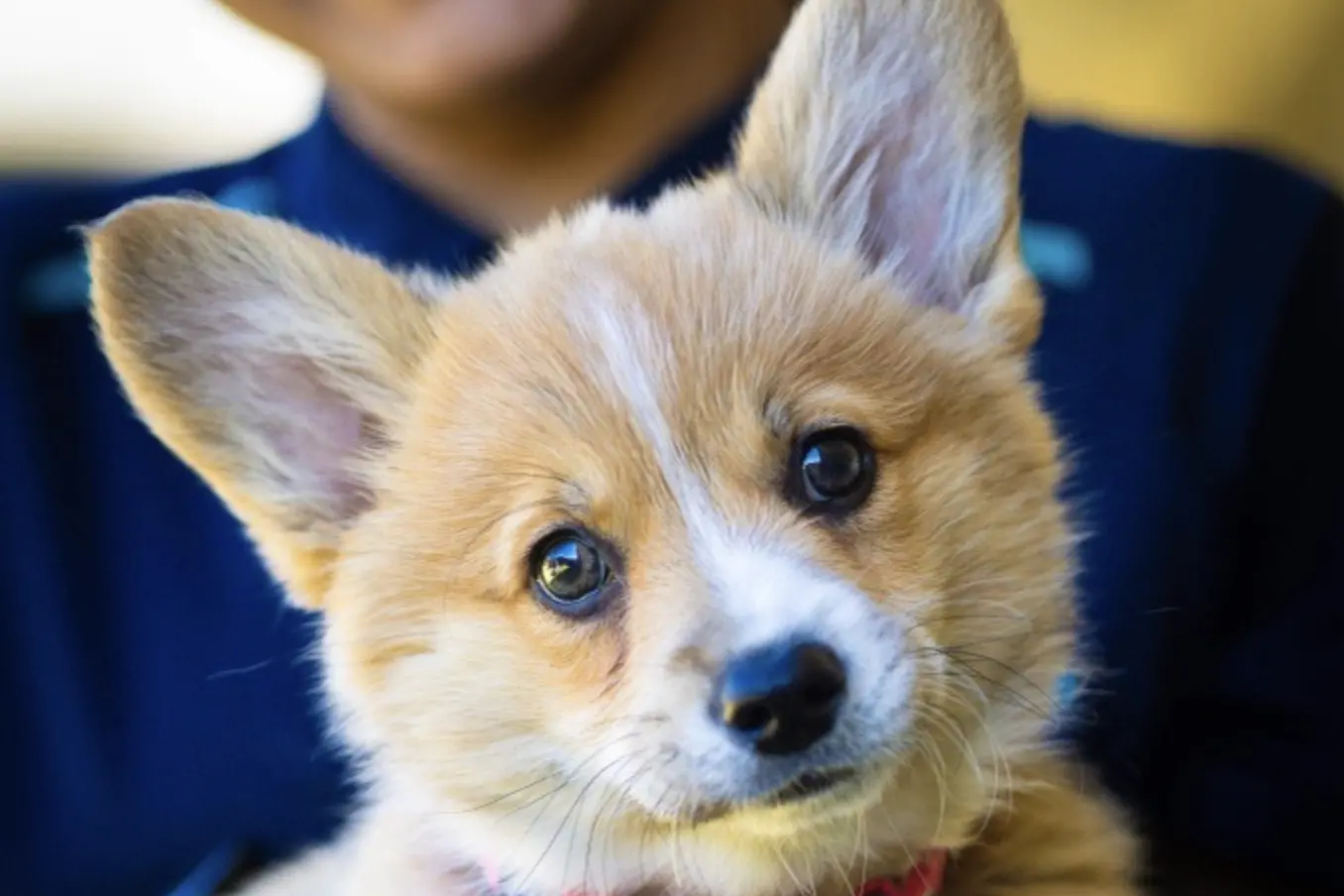 Tidda when she first arrived at Bracken House as a small pup. Photo: Bracken House.