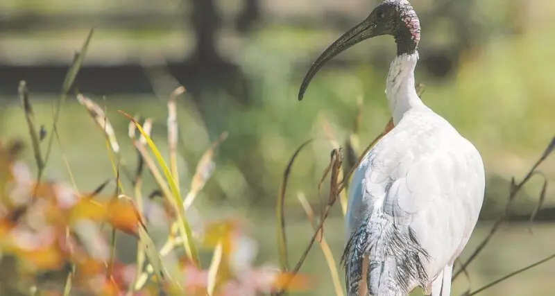 Bird bonanza at Taronga for annual Aussie avian count