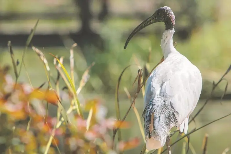 Species ranging from Apostlebirds to Australian White Ibises (pictured) are just some of the species that call Taronga Western Plains Zoo home. Photo: Dubbo Photo News/file