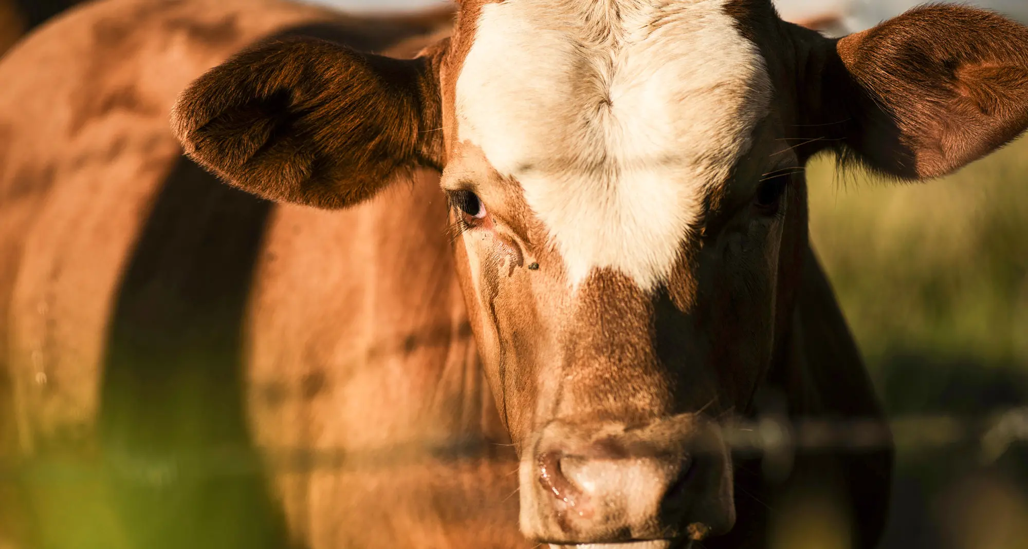 Methane-busting livestock feed company goes public