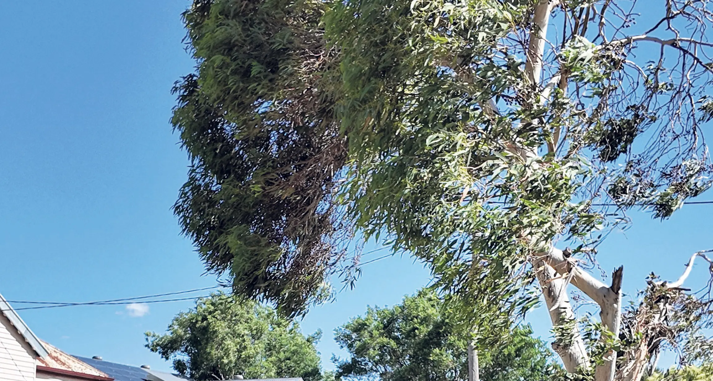 BOM predicts long, hot summer for NSW