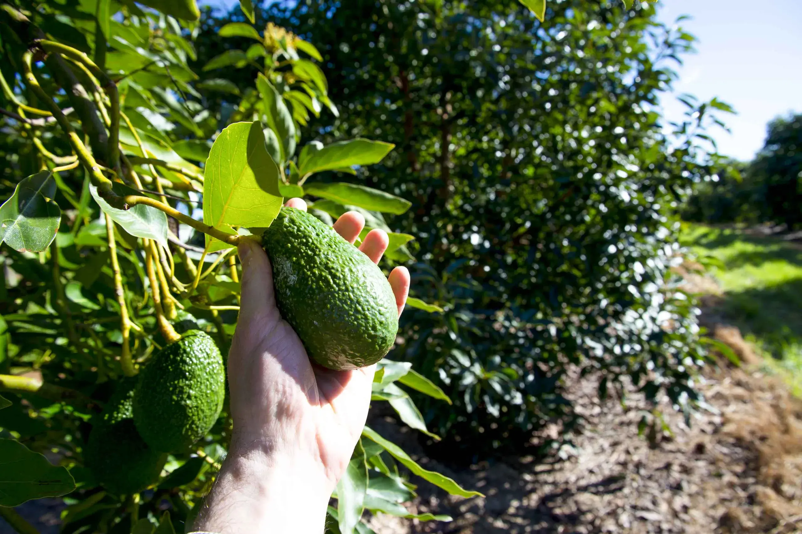 <p>Domestic consumption of avocados is expected to be above 5kg per person for the first time in 2026.</p>\\n