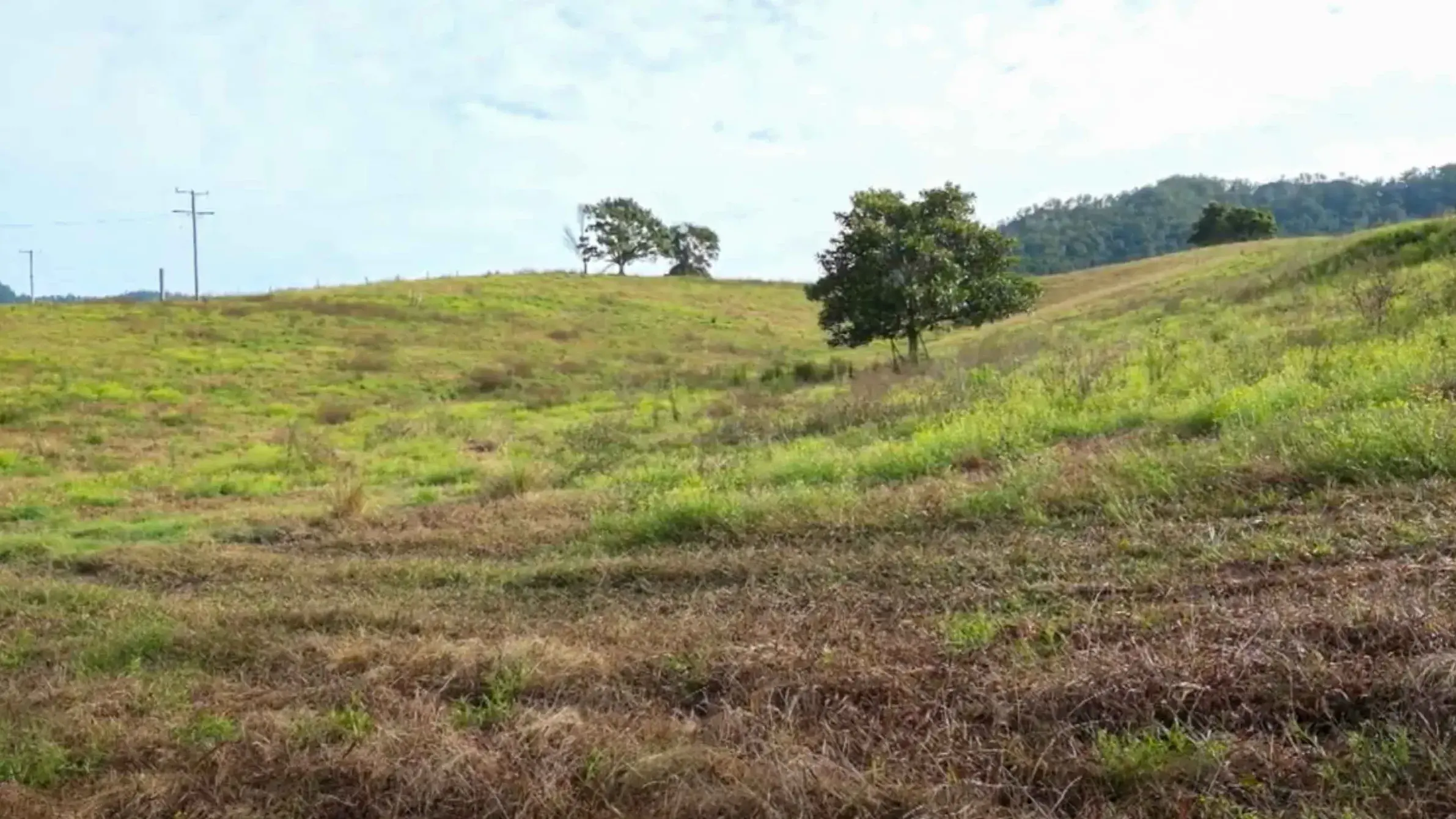 NSW producers urged to report pasture dieback as summer risk escalates