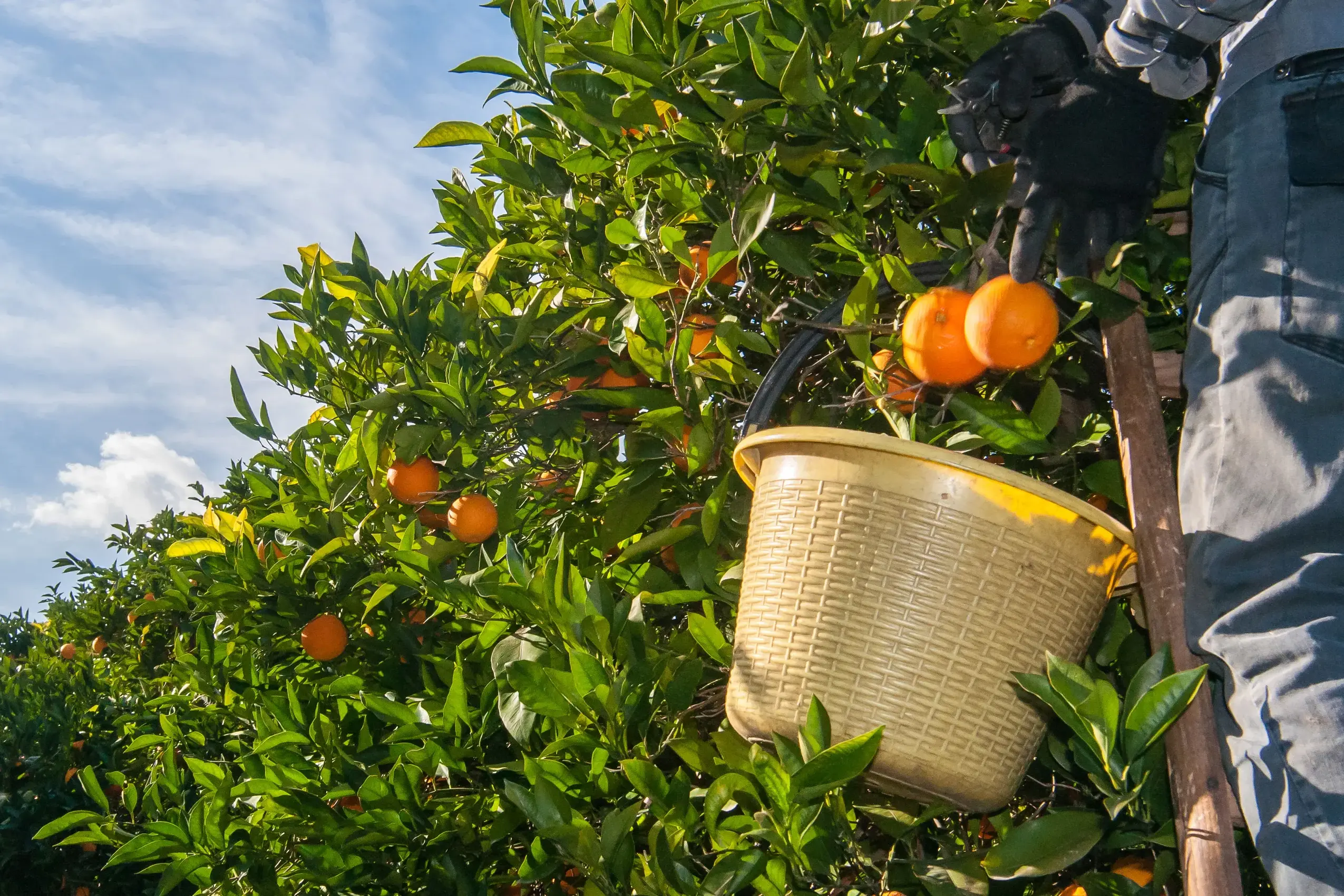 <p>Some migrant workers in rural areas face harsh conditions akin to slavery, an inquiry has heard.</p>\\n