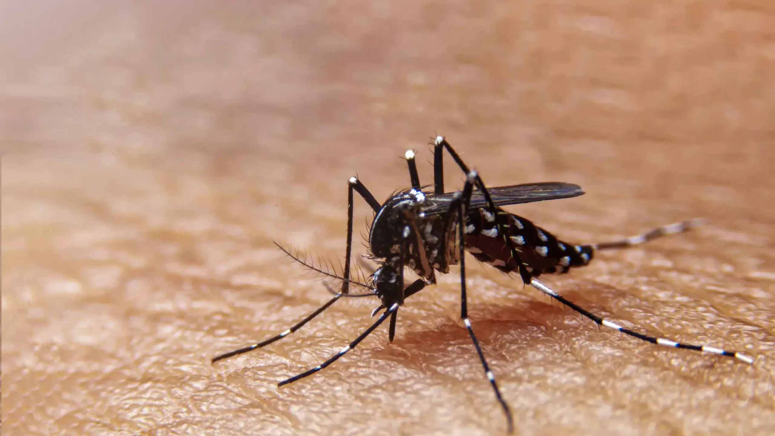 Warmer summer temperatures raise risk of Ross River virus outbreaks, study finds