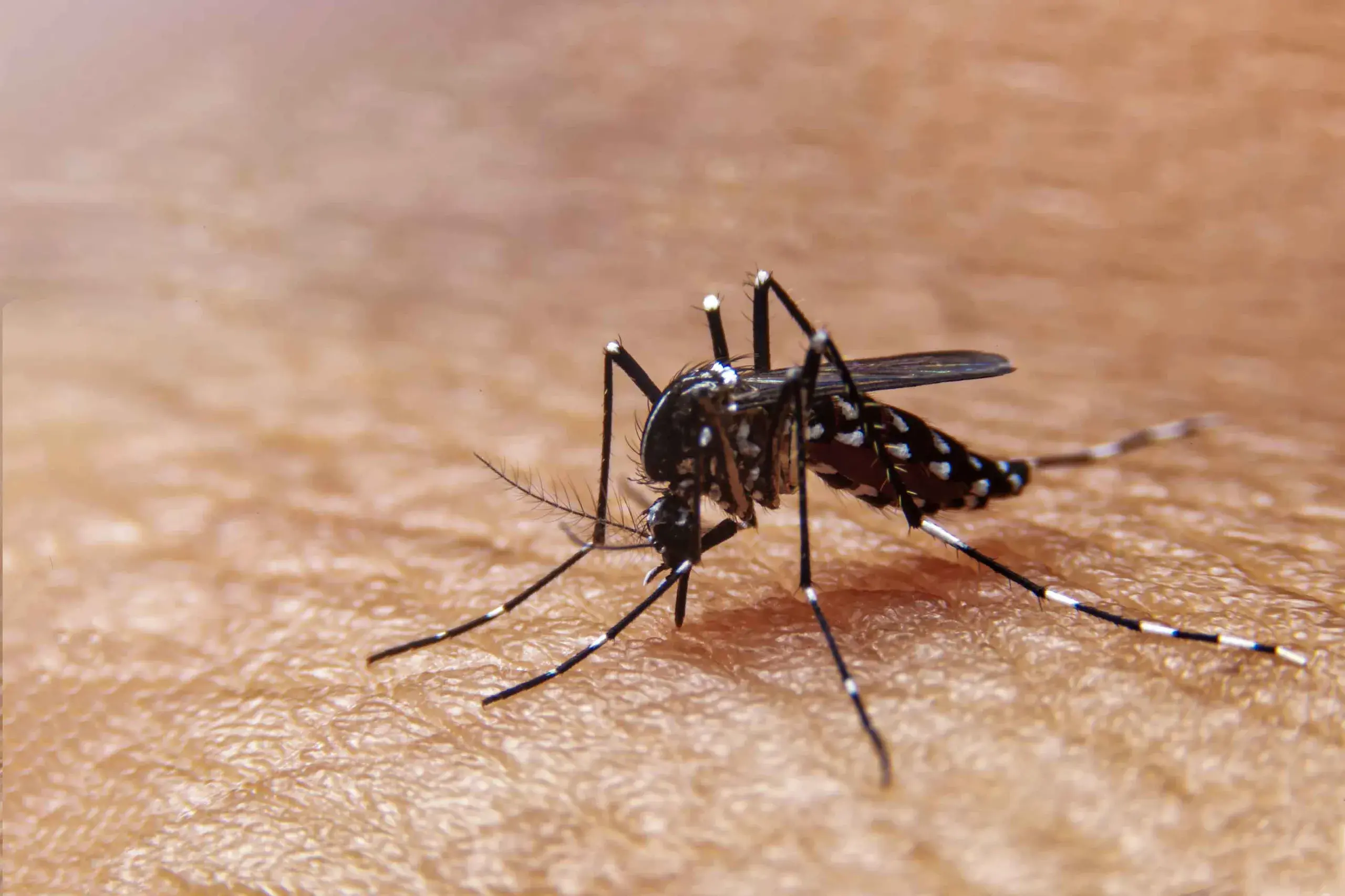 <p>Ross River Virus is one of the country\\u2019s most common mosquito-borne illnesses, with about 3000 cases reported each year.</p>\\n